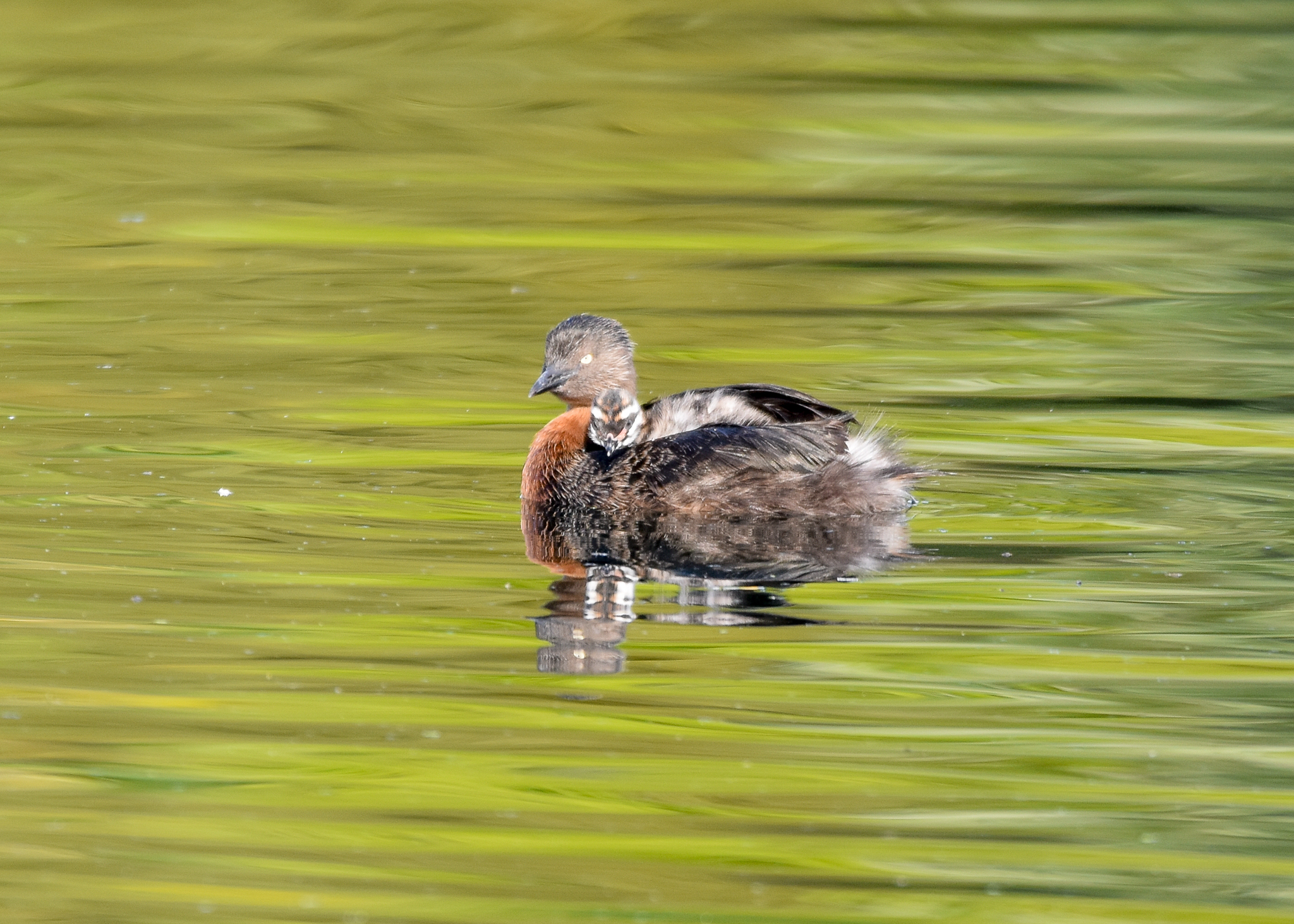 New Zealand Grebe with chick