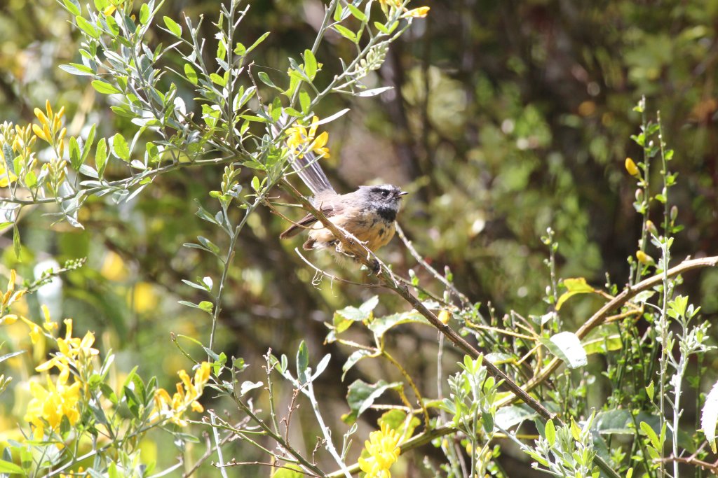 New Zealand Grey Fantail (Rhipidura fuliginosa placabilis)