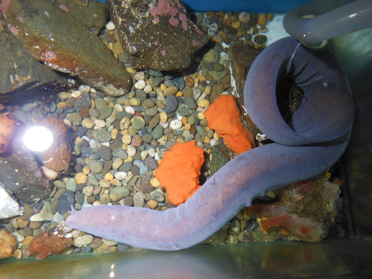 New Zealand Hagfish (Eptatretus cirrhatus)
