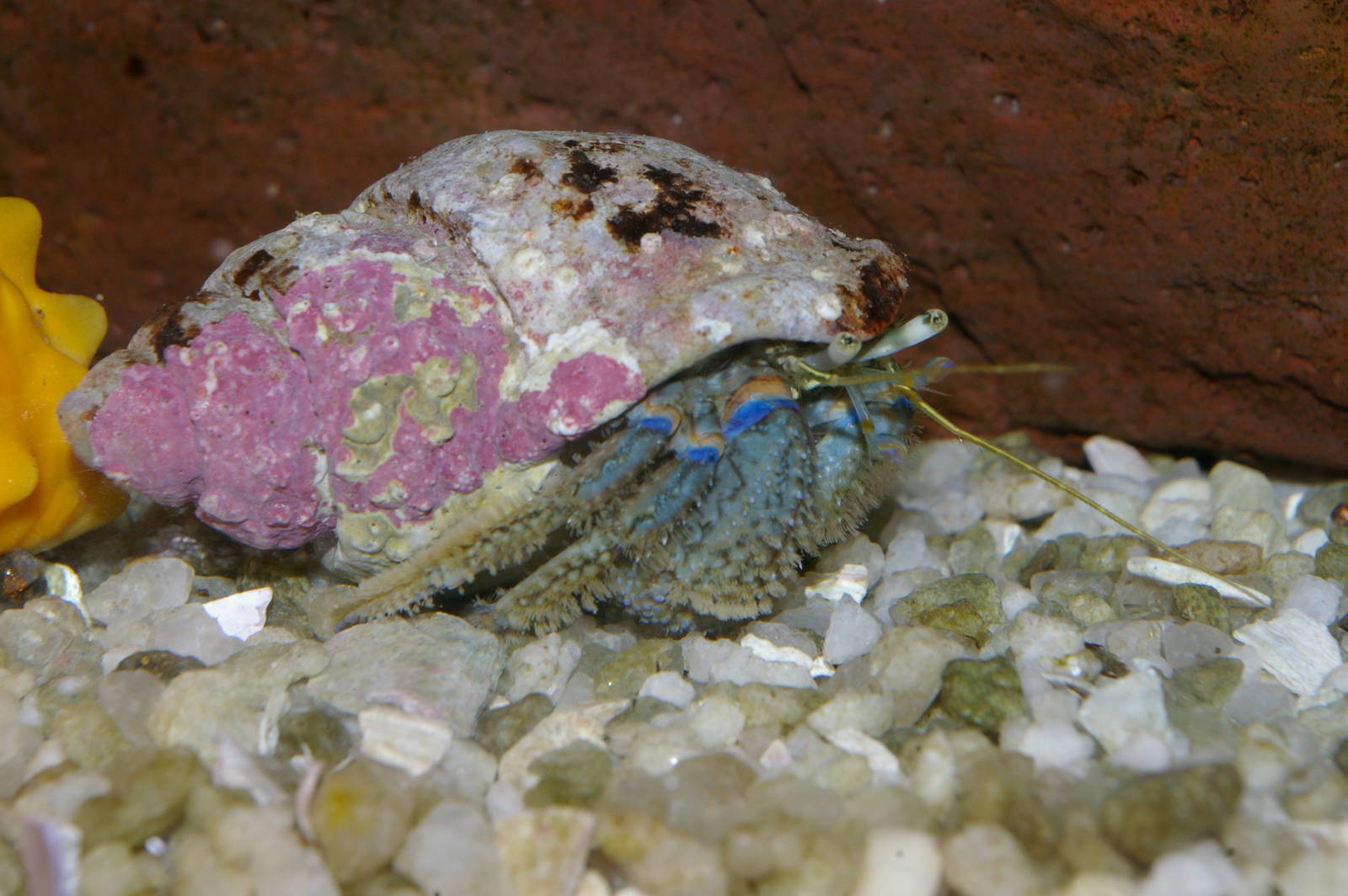 New Zealand hermit crab (Pagurus novaezelandiae)