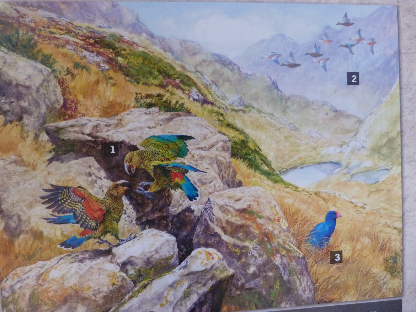 New Zealand highlands illustration -Zoo Praha (2025)