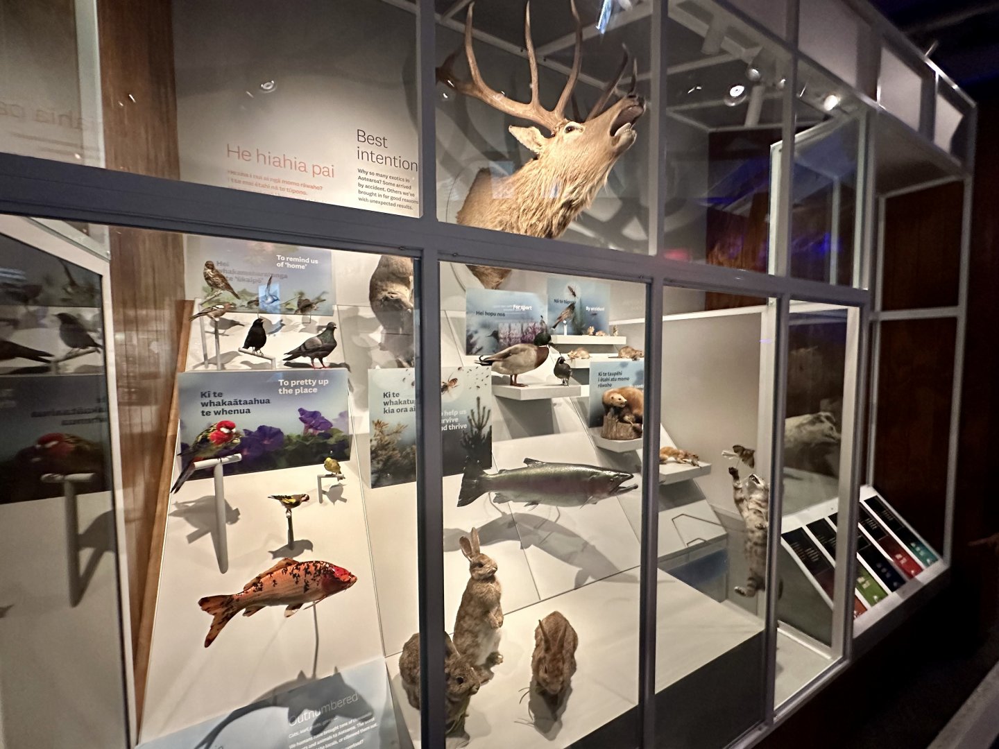 New Zealand Introduced Pests