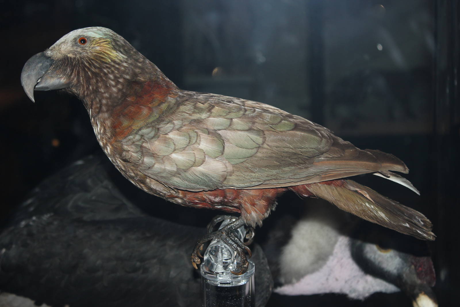 New Zealand kaka (Taxidermy)