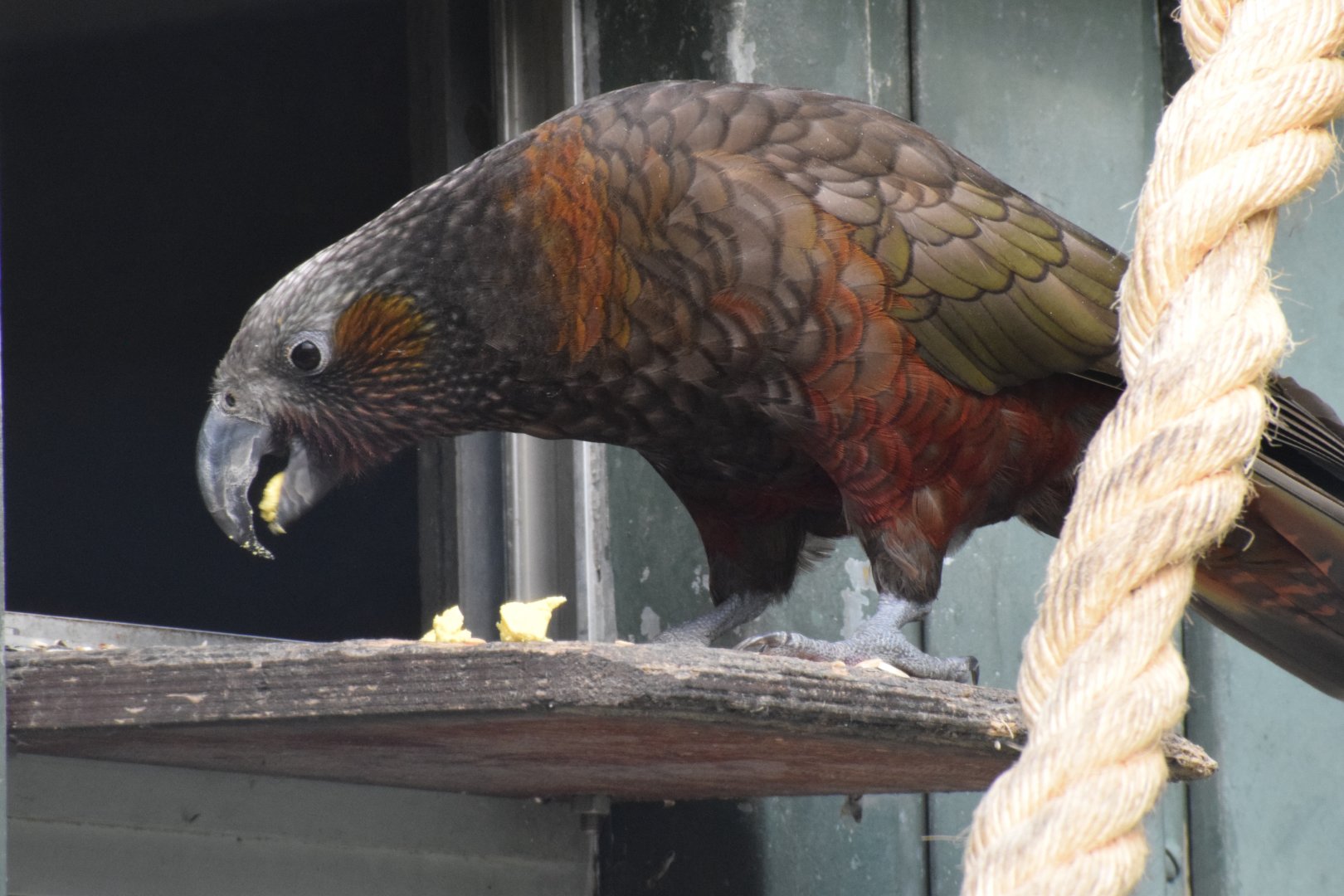 New Zealand kaka