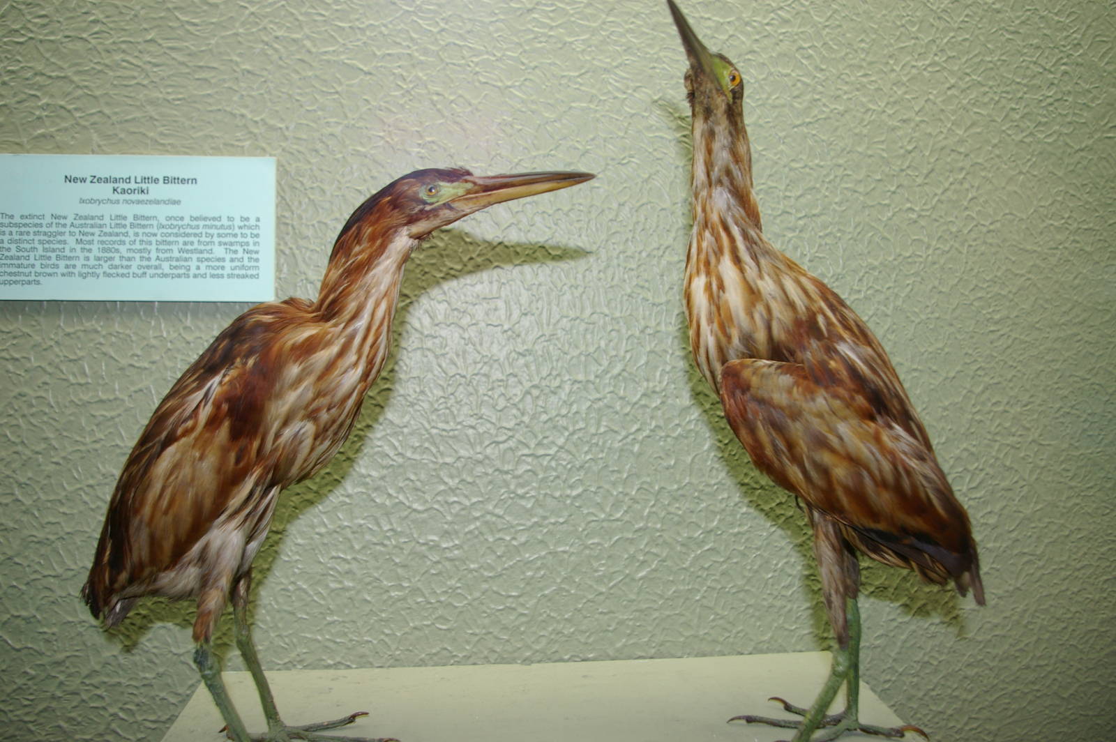 New Zealand little bittern (Ixobrychus novaezelandiae)