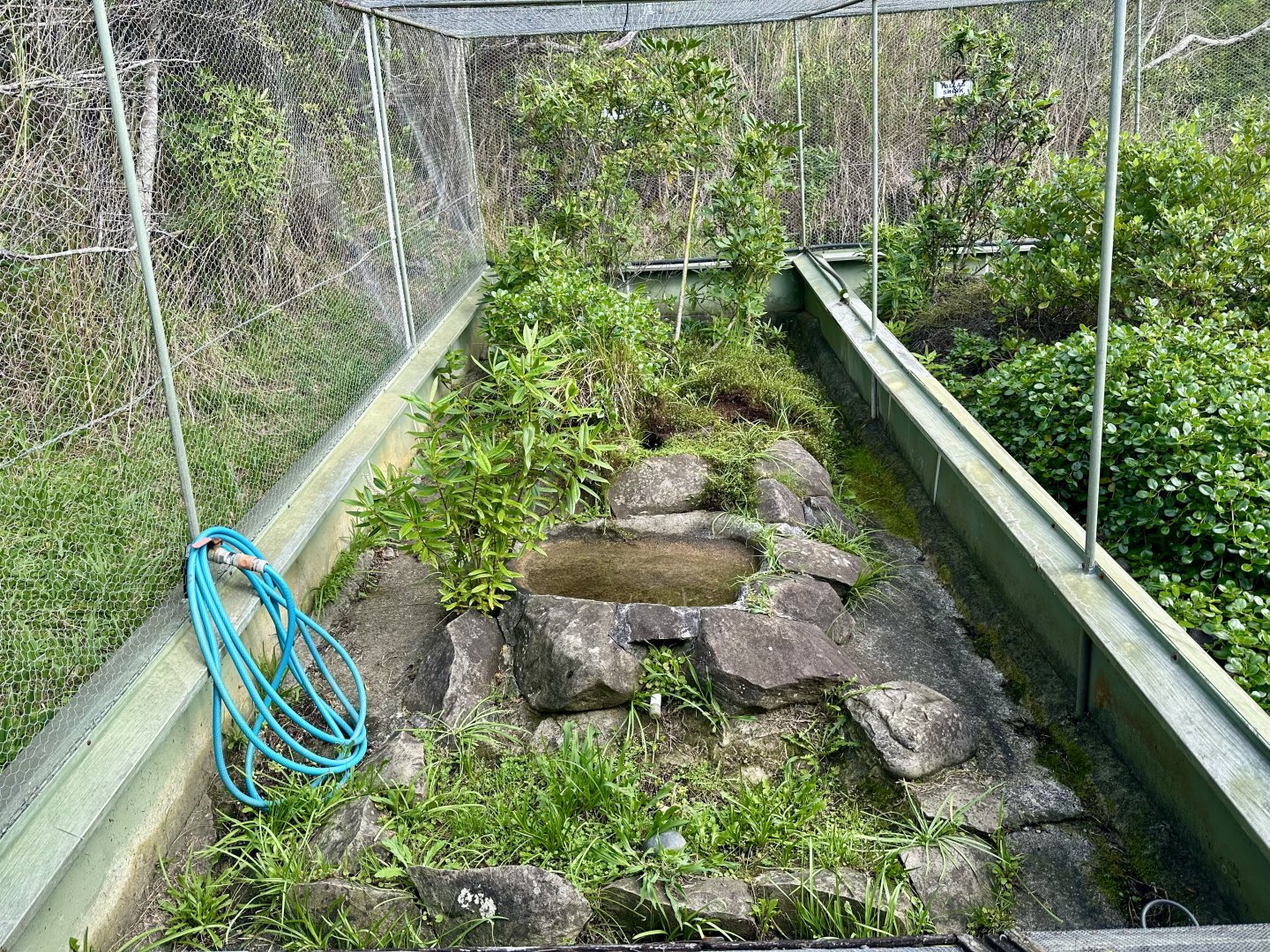 New Zealand Lizard House - Exhibit 1 (Tuatara)