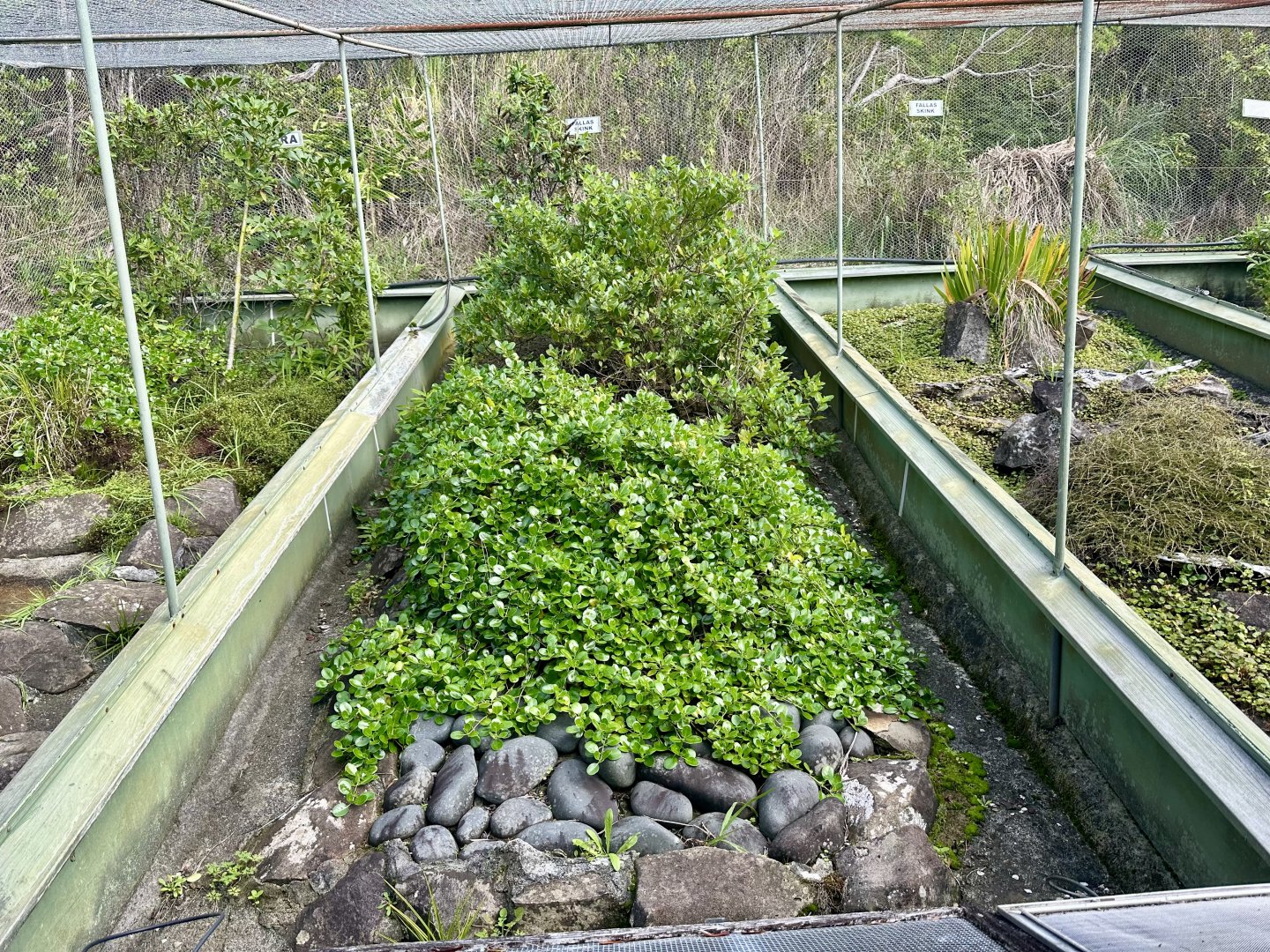 New Zealand Lizard House - Exhibit 2 (Falla’s Skink)