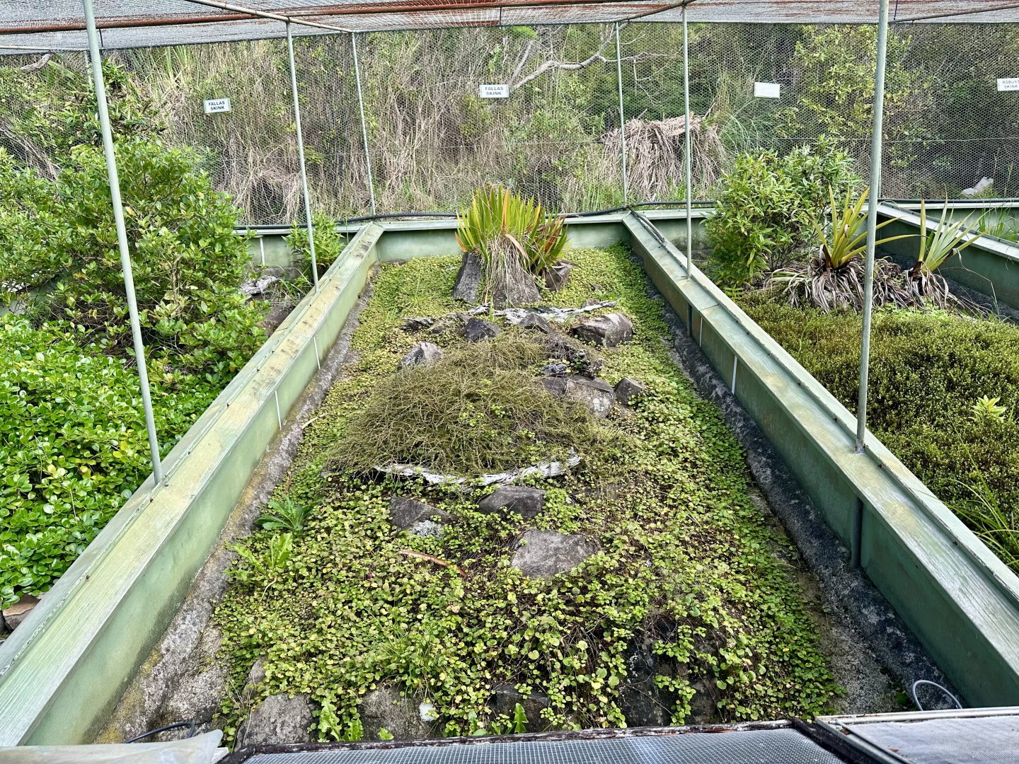 New Zealand Lizard House - Exhibit 3 (Fallas’s Skink)