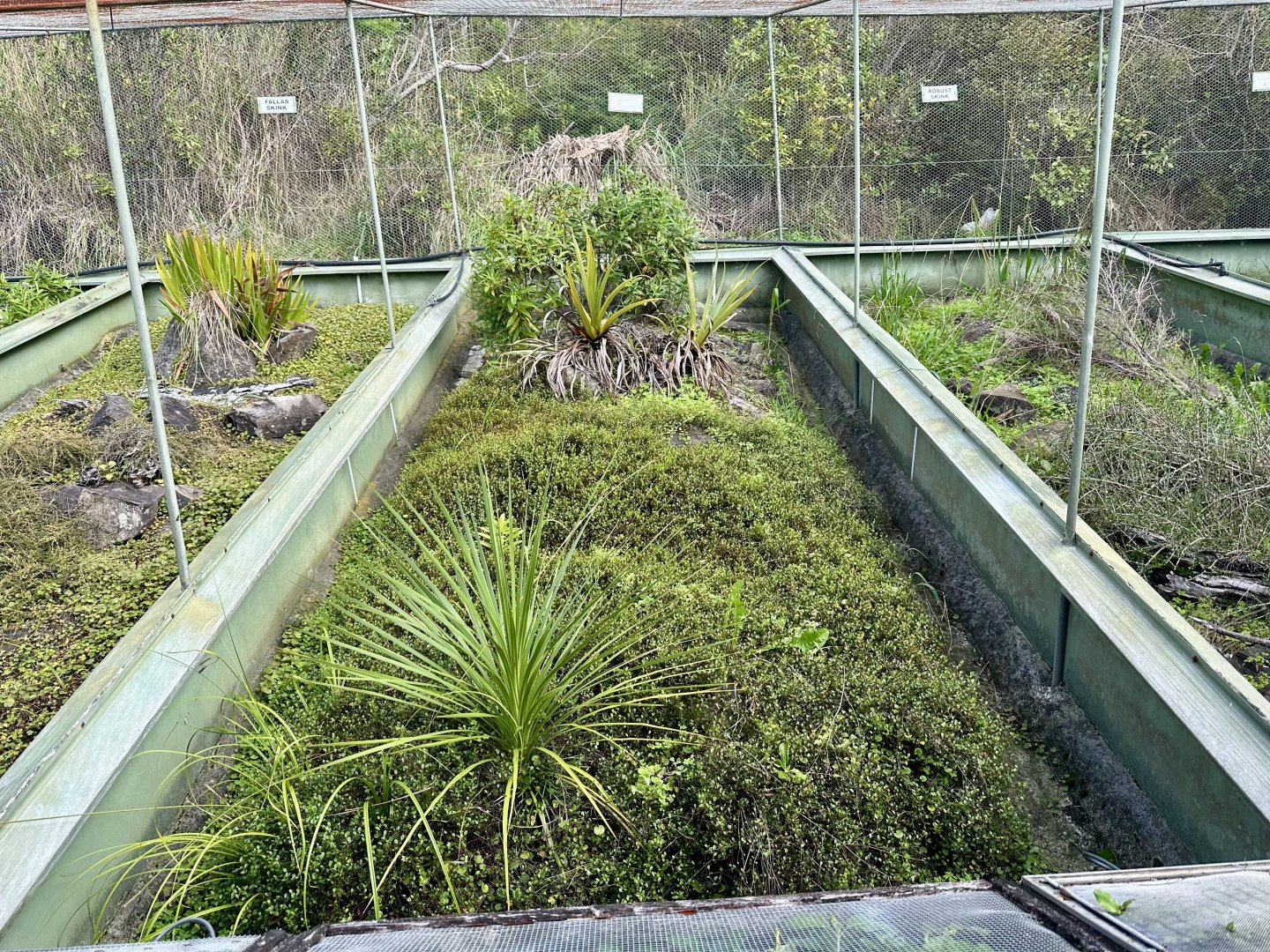 New Zealand Lizard House - Exhibit 4 (Robust Skink)