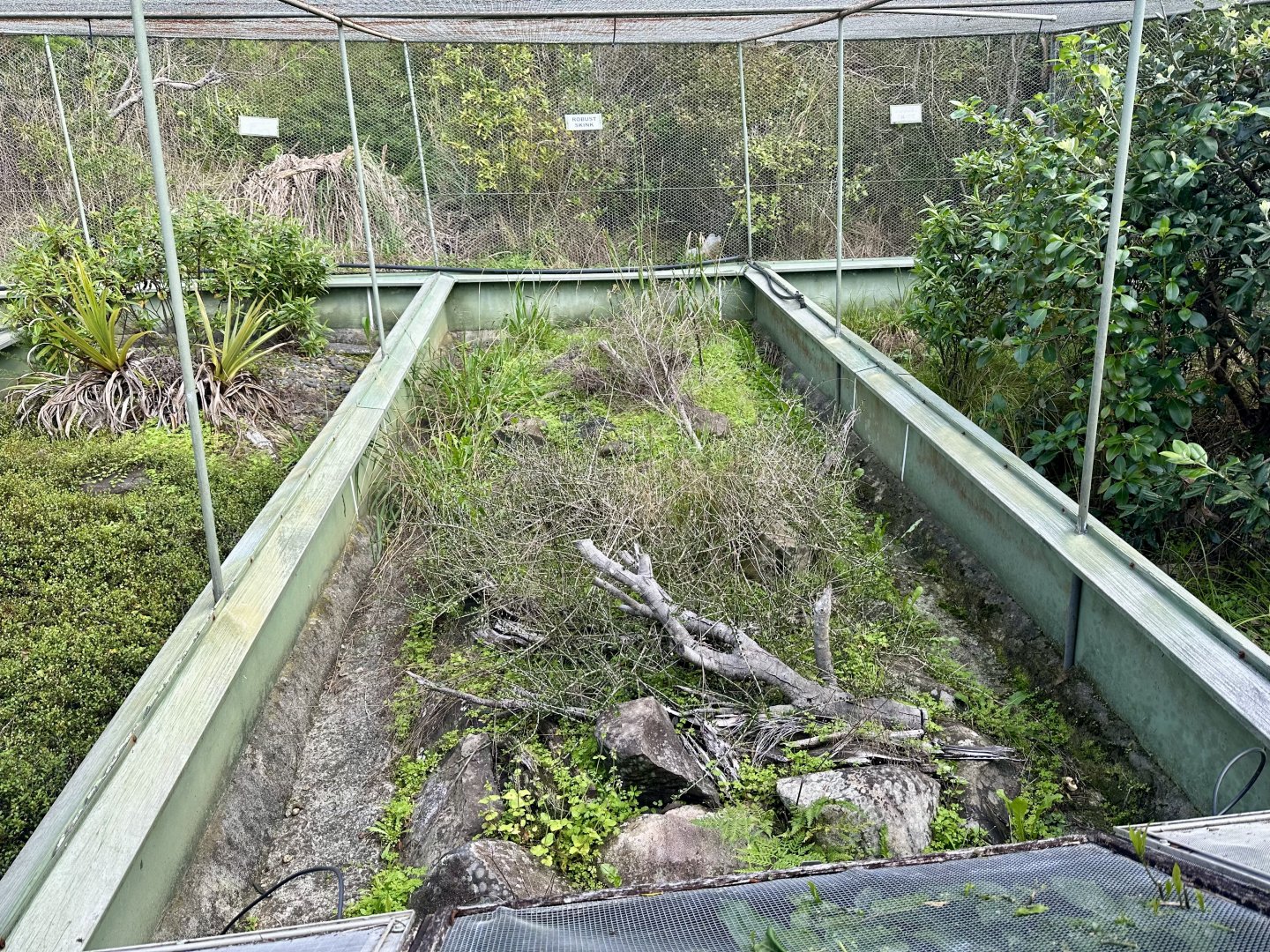 New Zealand Lizard House - Exhibit 5 (Robust Skink)