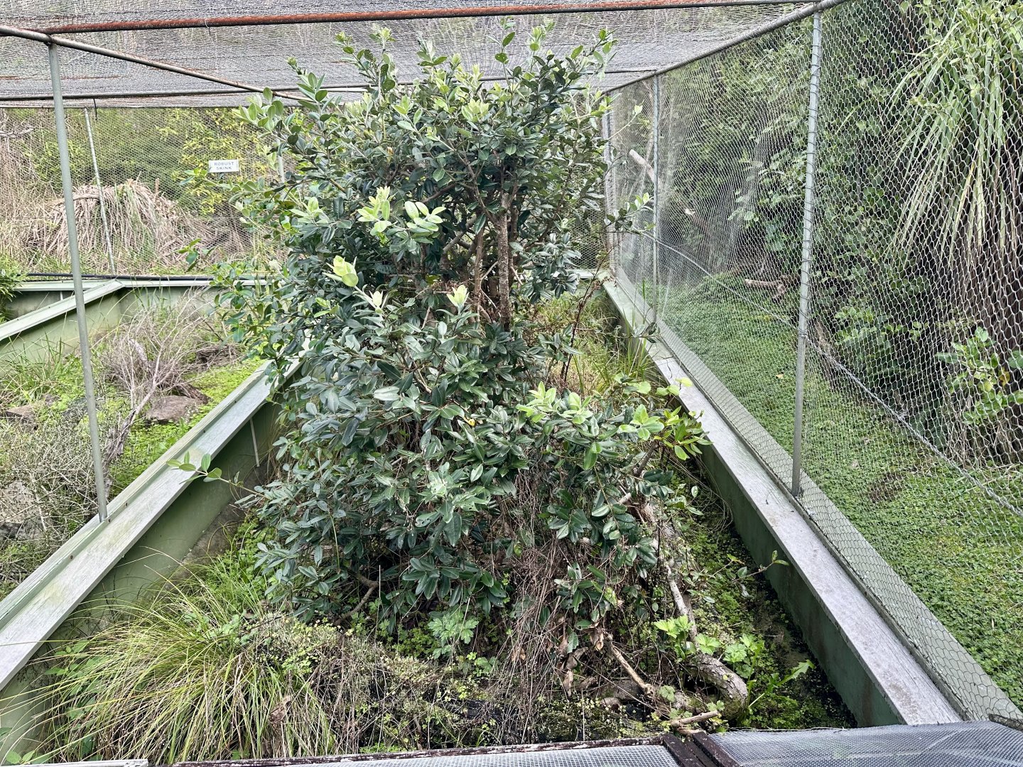 New Zealand Lizard House - Exhibit 6 (Robust Skink)