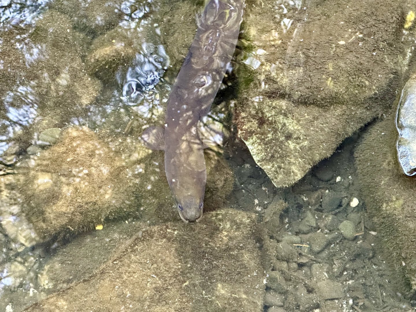 New Zealand long-fin eel (Anguilla dieffenbachii)