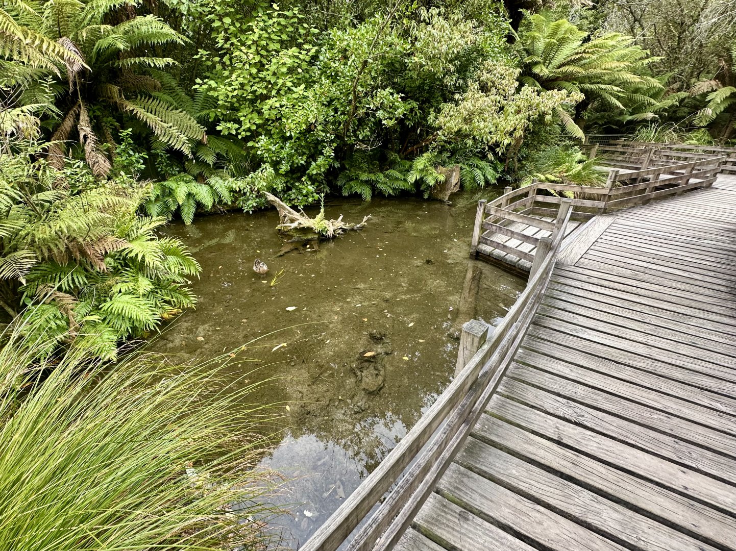 New Zealand Long-fin Eel Pond