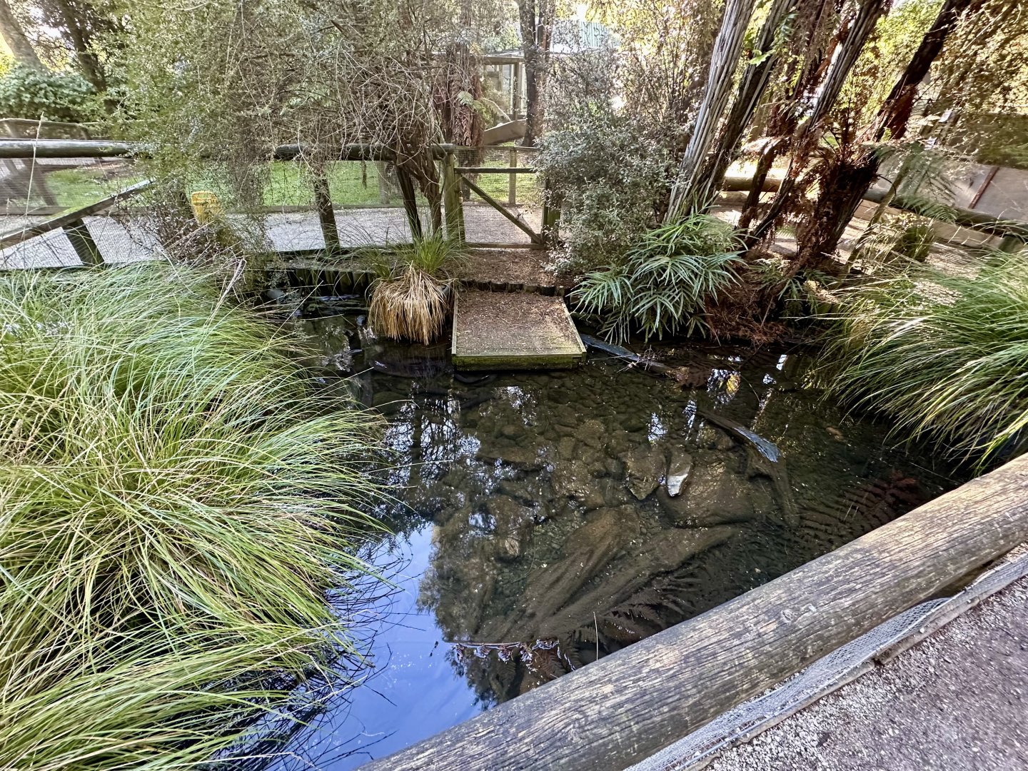 New Zealand Long-fin Eel Pond