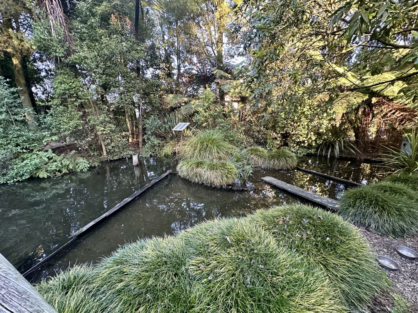 New Zealand Long-fin Eel Pond