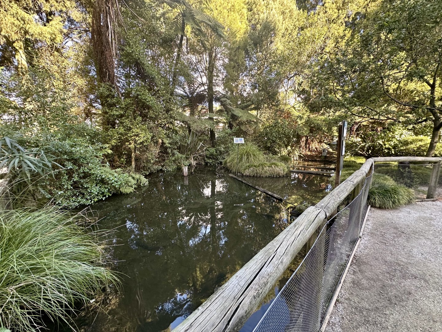 New Zealand Long-fin Eel Pond