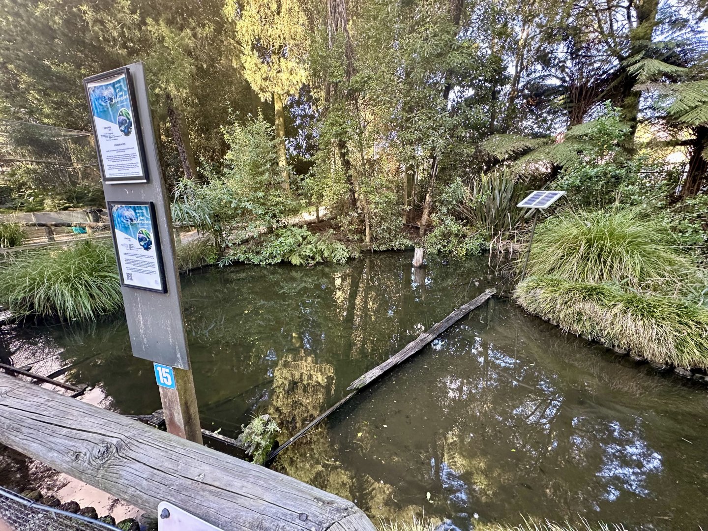 New Zealand Long-fin Eel Pond