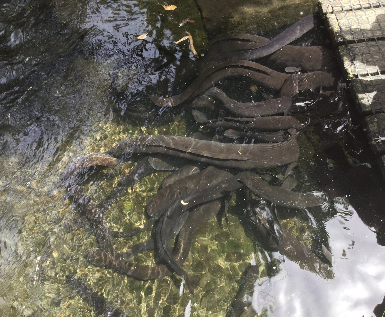 New Zealand long fin eels