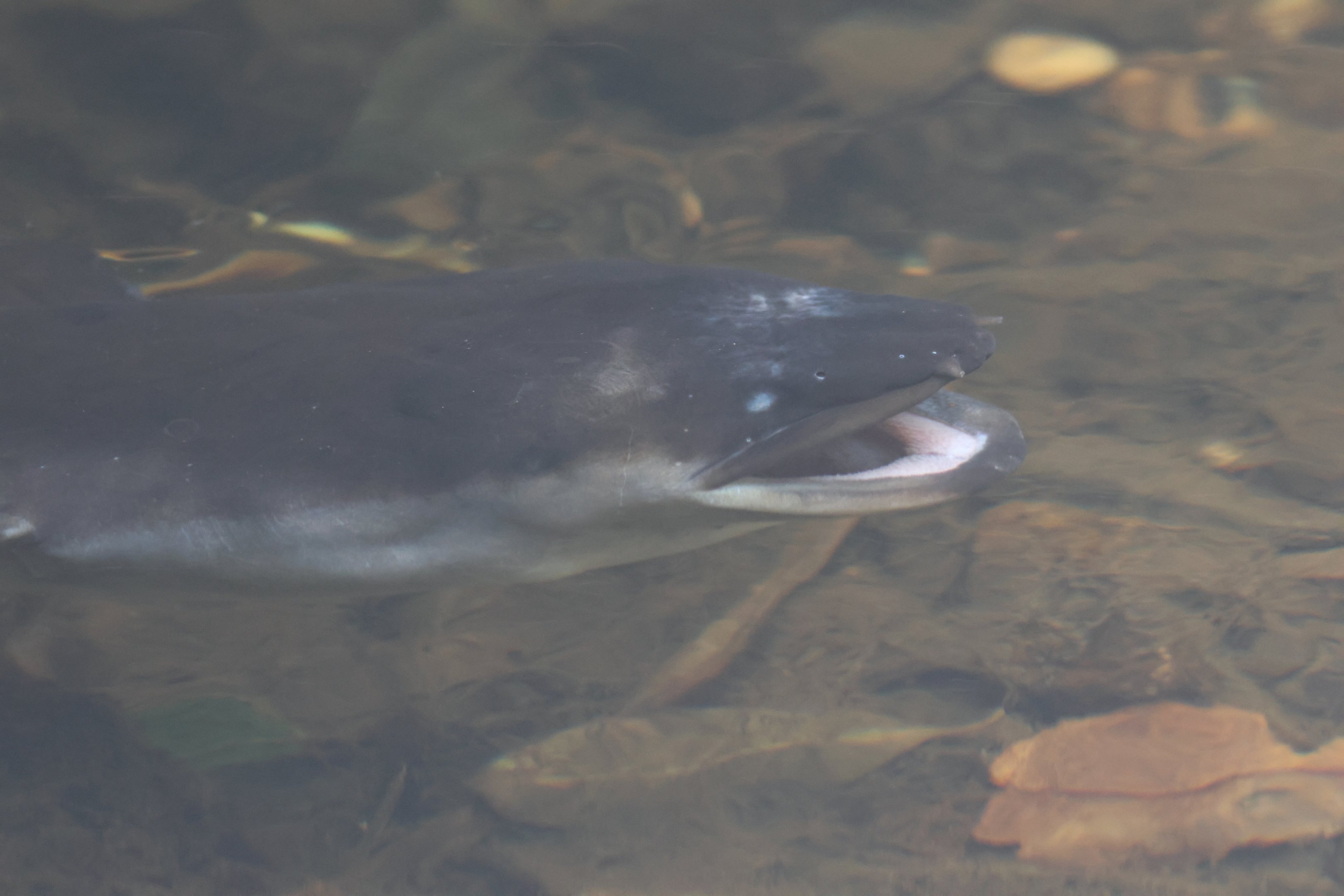 New Zealand Long-finned Eel (Anguilla dieffenbachii), Ōtari-Wilton's Bush