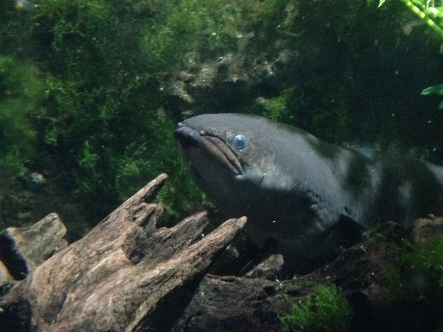 New Zealand Longfin Eel - Kelly Tarlton's 2015
