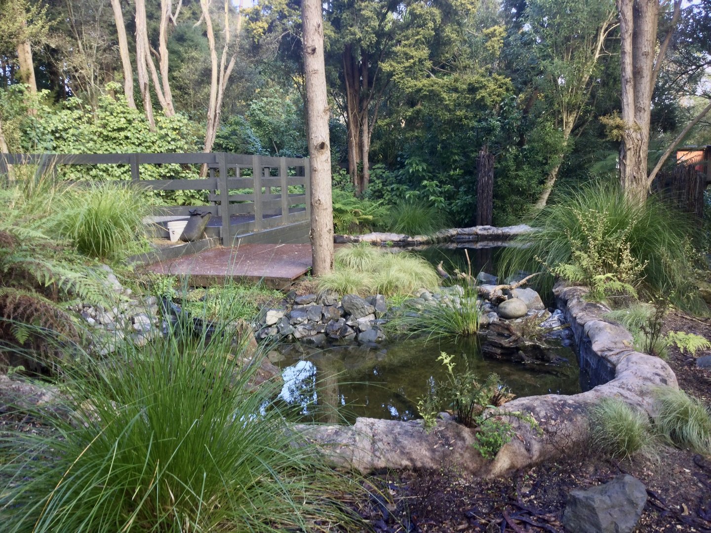 New Zealand Longfin Eel Pond (New)