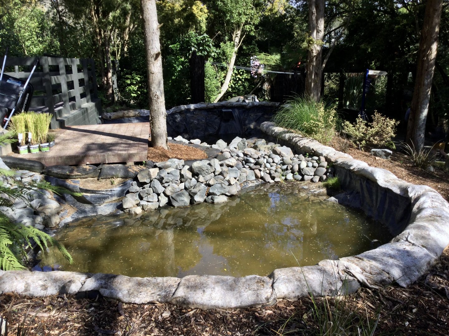 New Zealand Longfin Eel Pond (Under Construction)