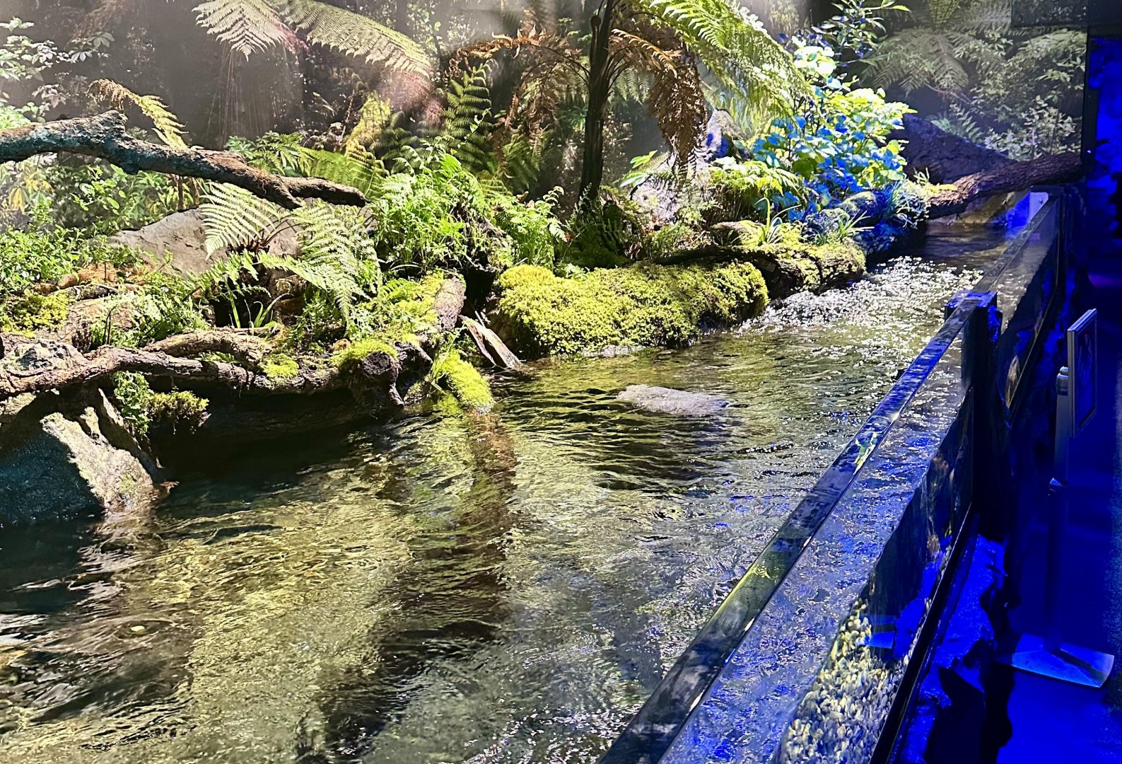 New Zealand Longfin Eel Pool