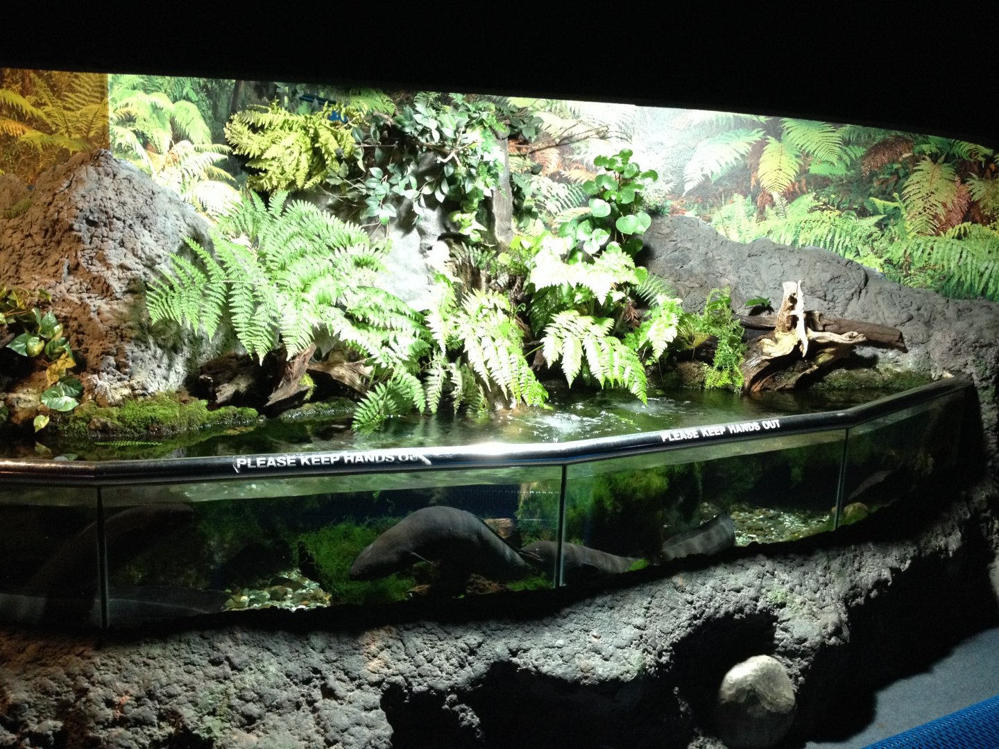New Zealand Longfin Eel tank