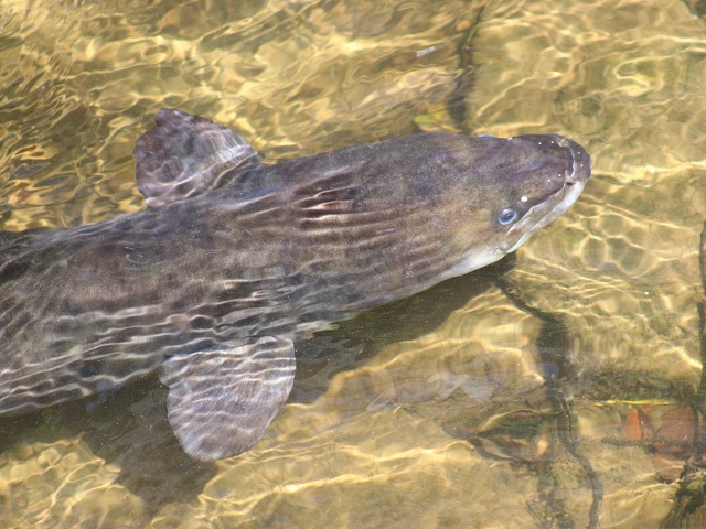 New Zealand Longfin Eel