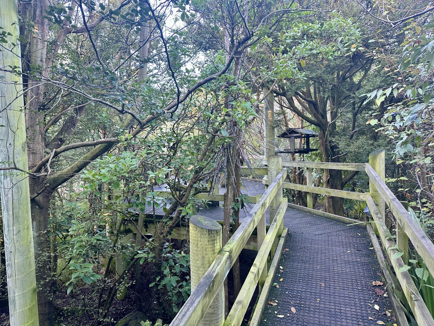 New Zealand Lowland Aviary