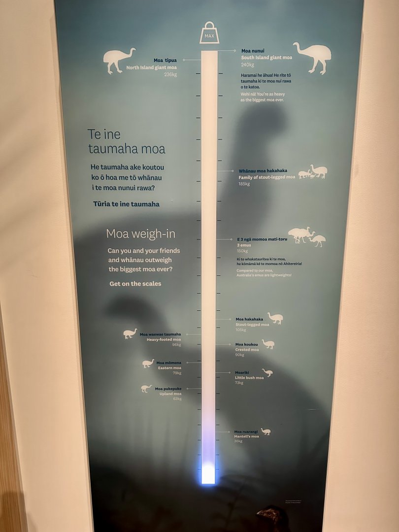 New Zealand Moa Species (Weights)