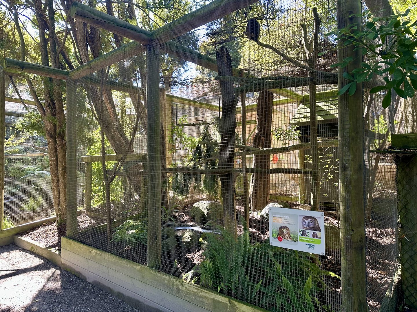 New Zealand Morepork Aviary