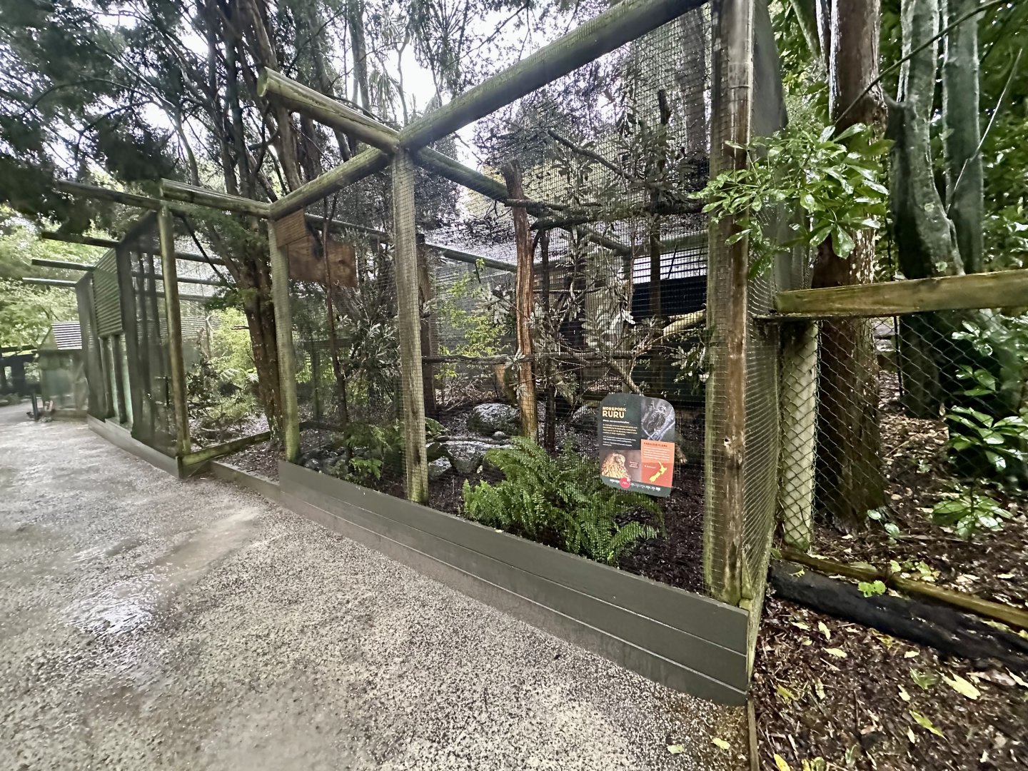 New Zealand Morepork Aviary