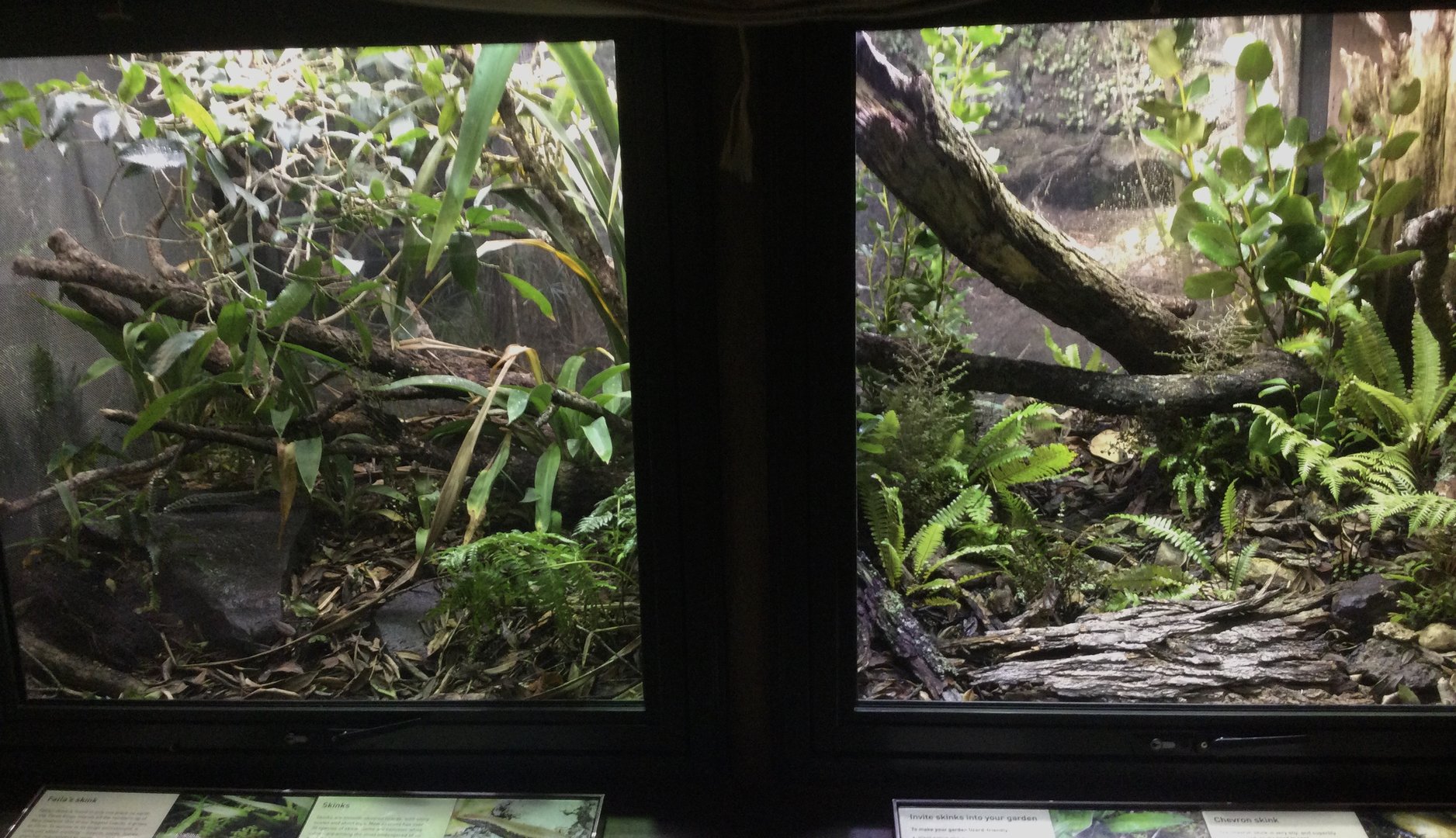 New Zealand Native Precinct - Skink Exhibits