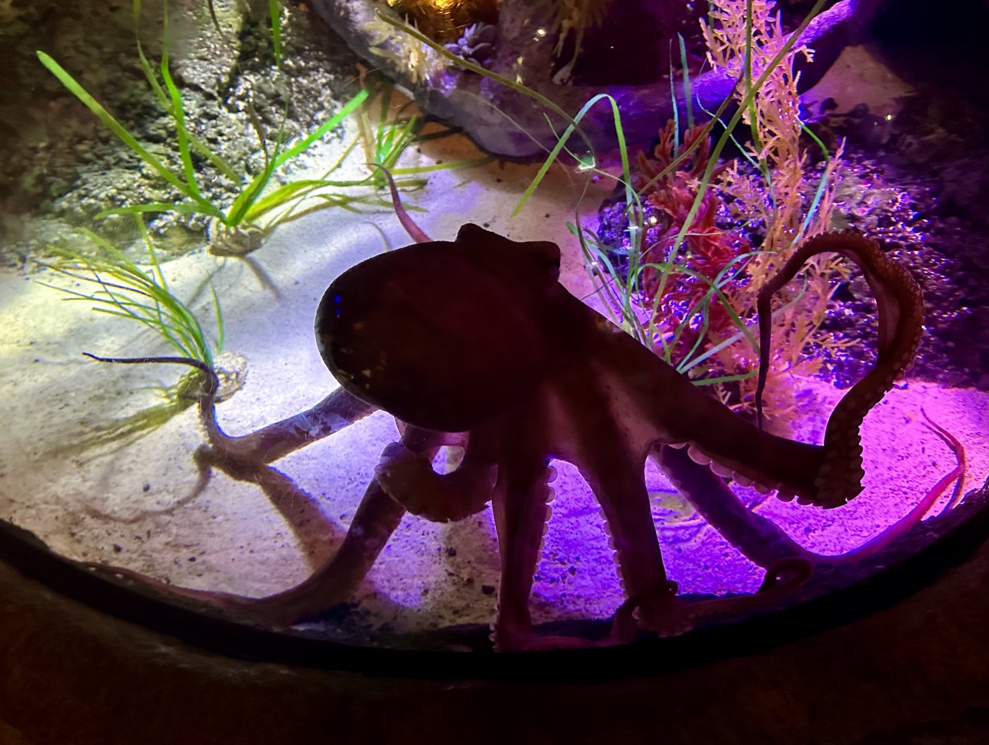 New Zealand octopus (Macroctopus maorum)