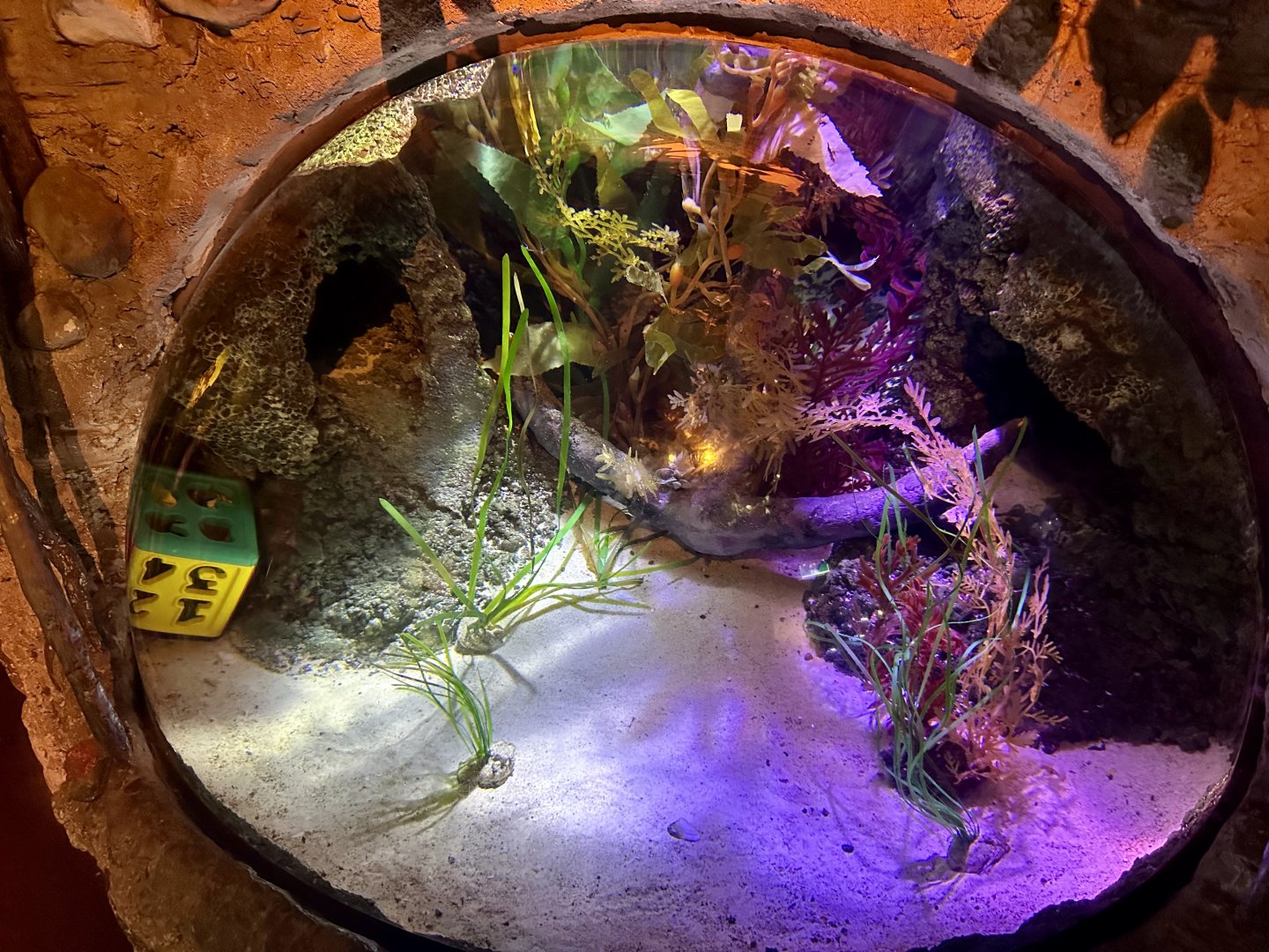 New Zealand Octopus Tank