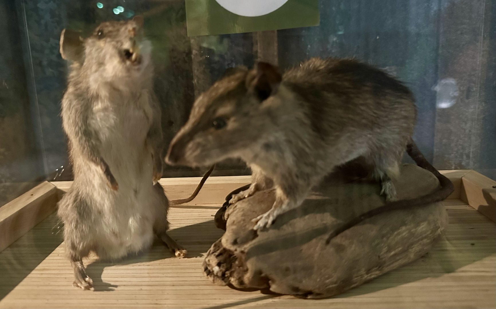 New Zealand Pests - Brown Rat