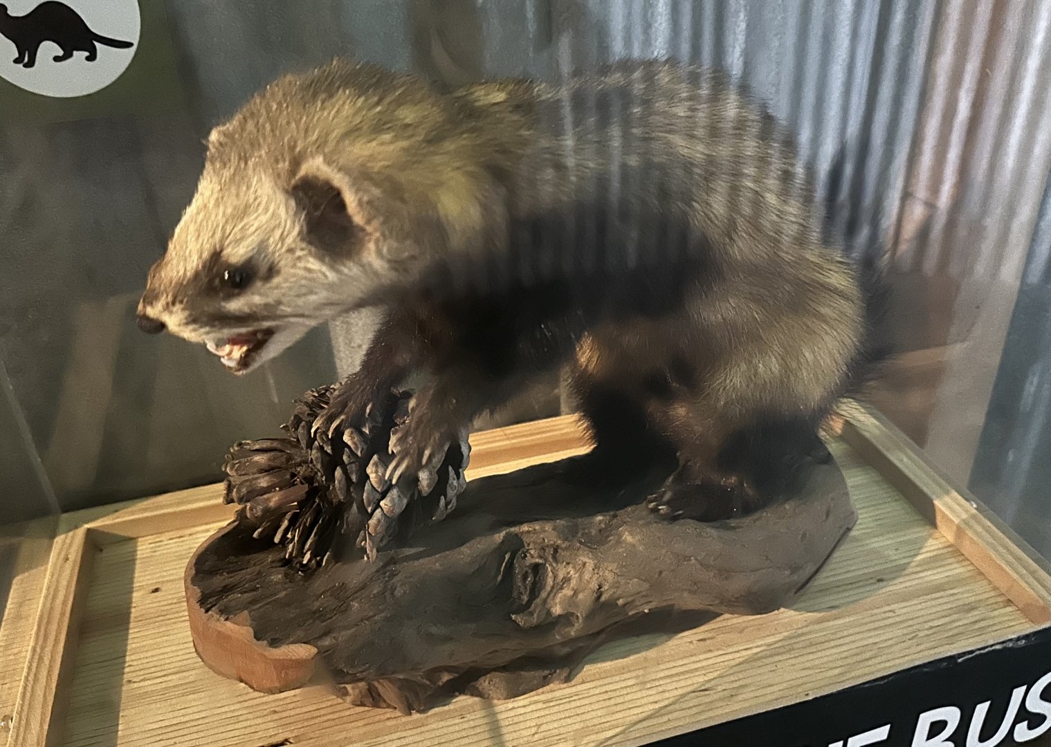 New Zealand Pests - Ferret