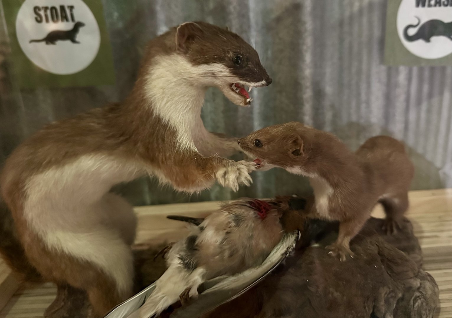 New Zealand Pests - Stoat/Weasel