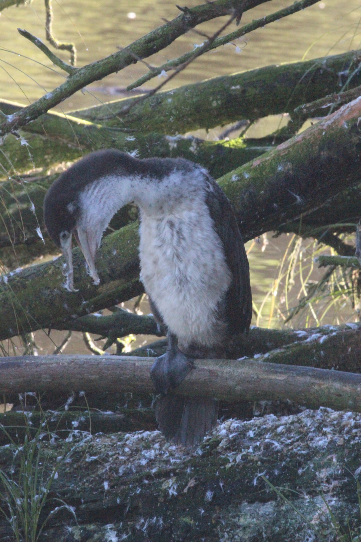 New Zealand Pied Shag juvenile