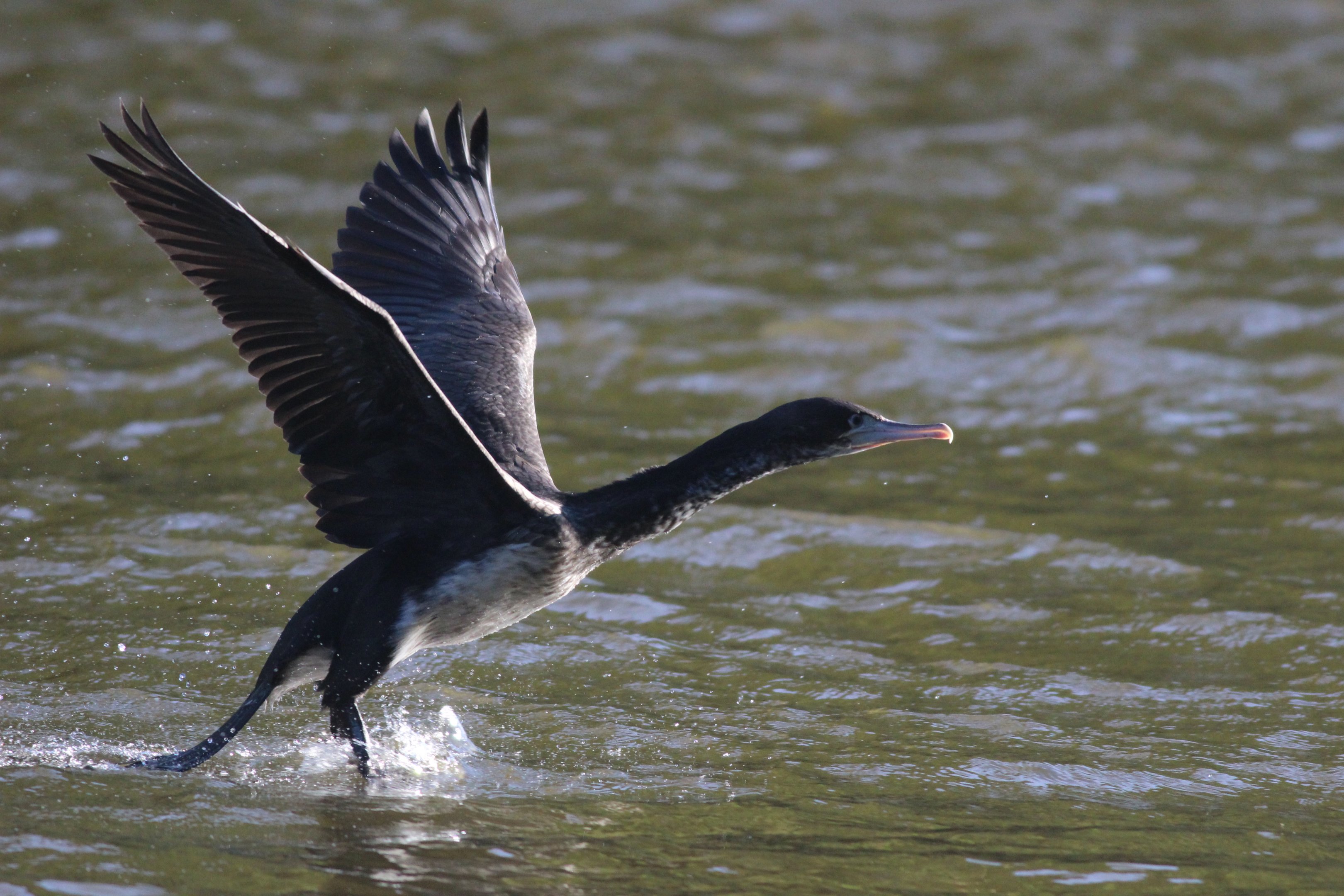 New Zealand Pied Shag juvenile