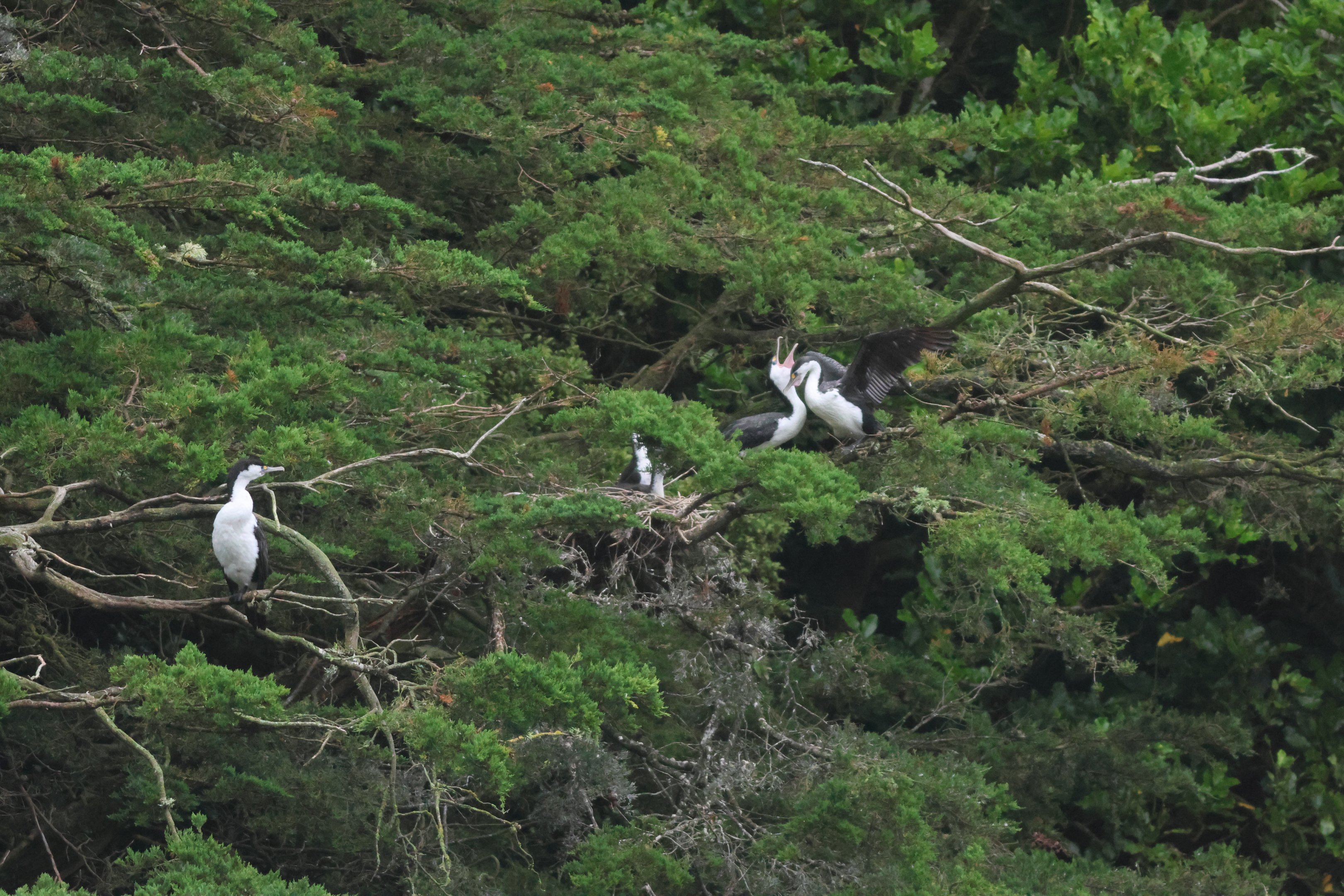 New Zealand Pied Shag (Phalacrocorax varius varius) colony