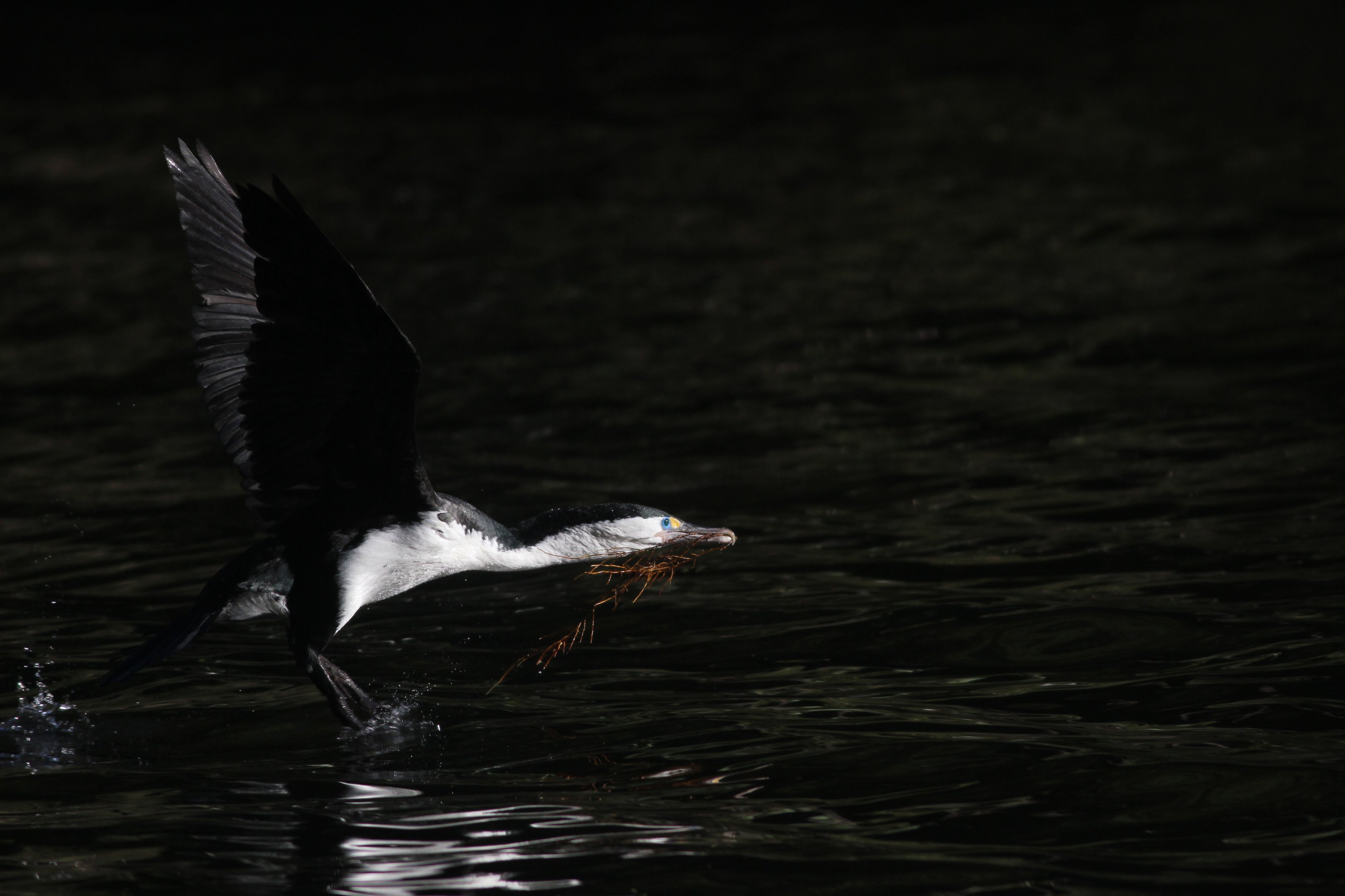New Zealand Pied Shag with nest material