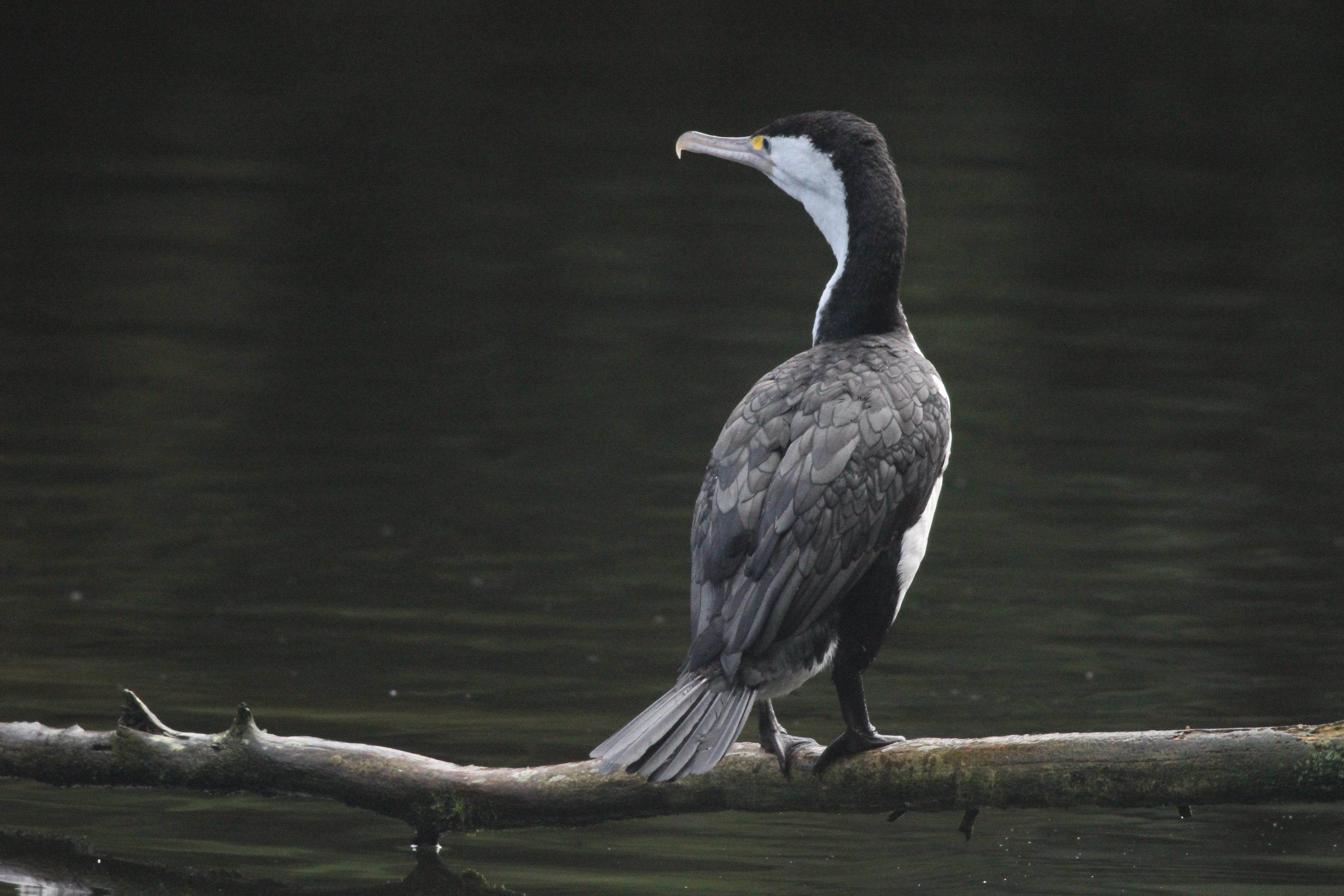 New Zealand Pied Shag
