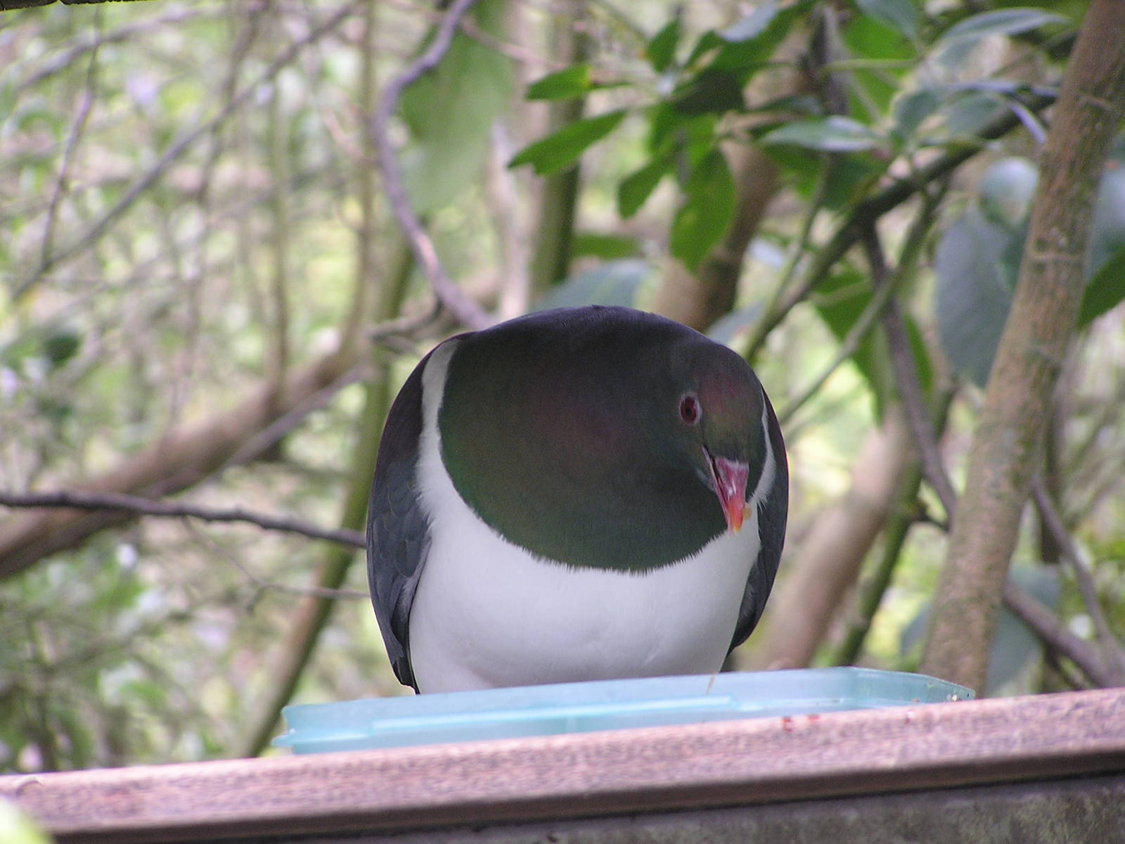 New Zealand pigeon/ Hemiphaga novaeseelandiae