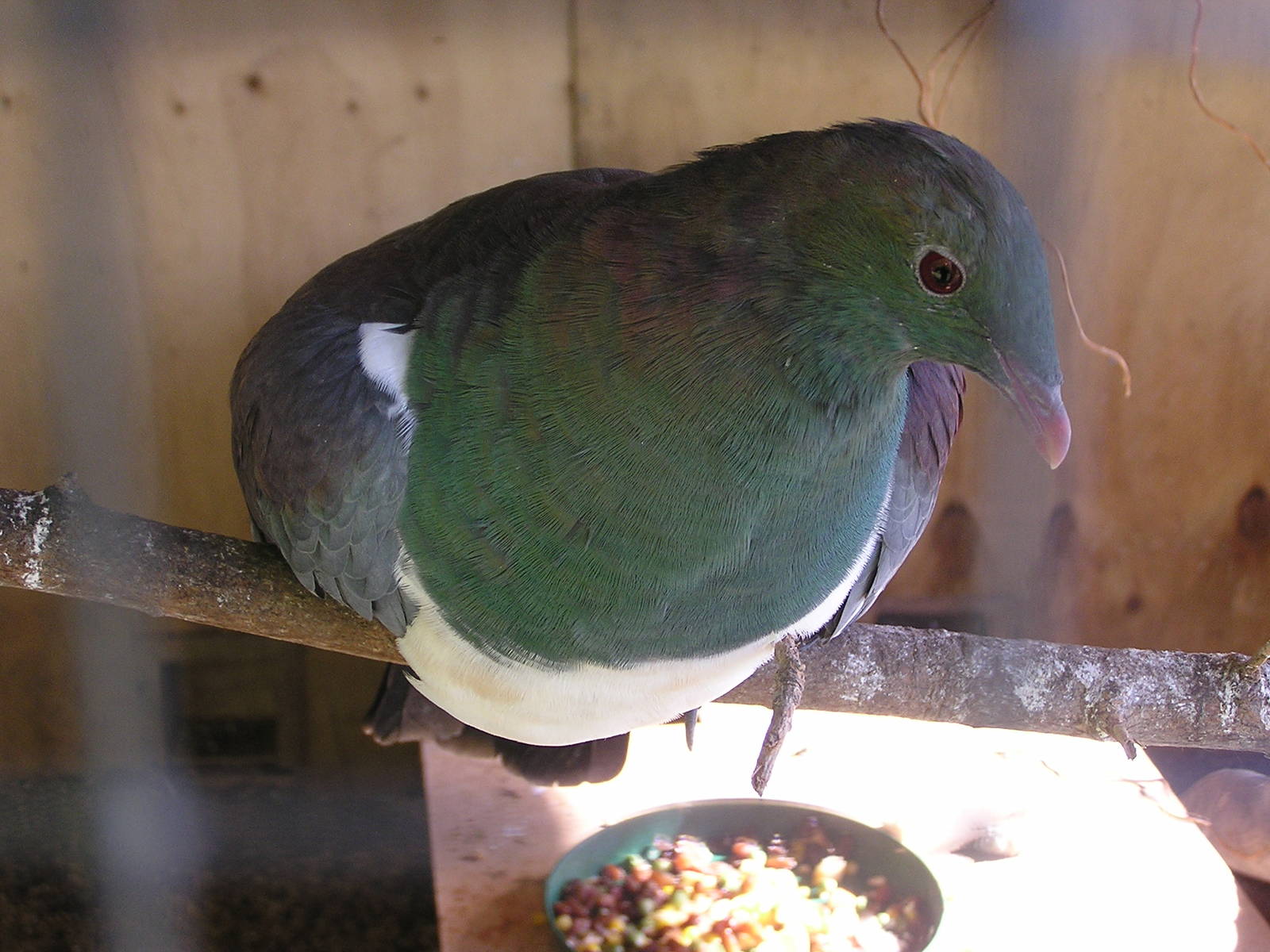 New Zealand pigeon/ Hemiphaga novaeseelandiae