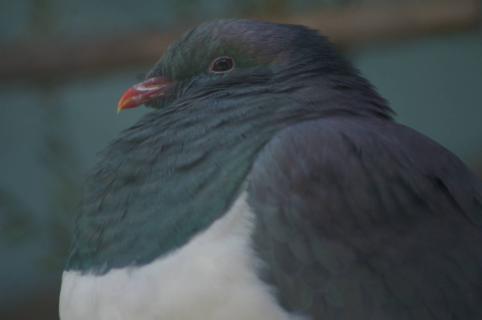 New Zealand pigeon (Hemiphaga novaeseelandiae)