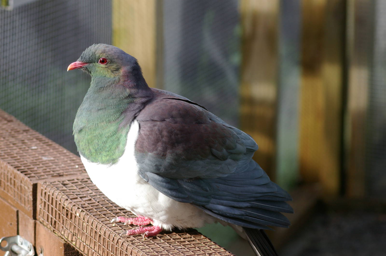 New Zealand pigeon (Hemiphaga novaeseelandiae)