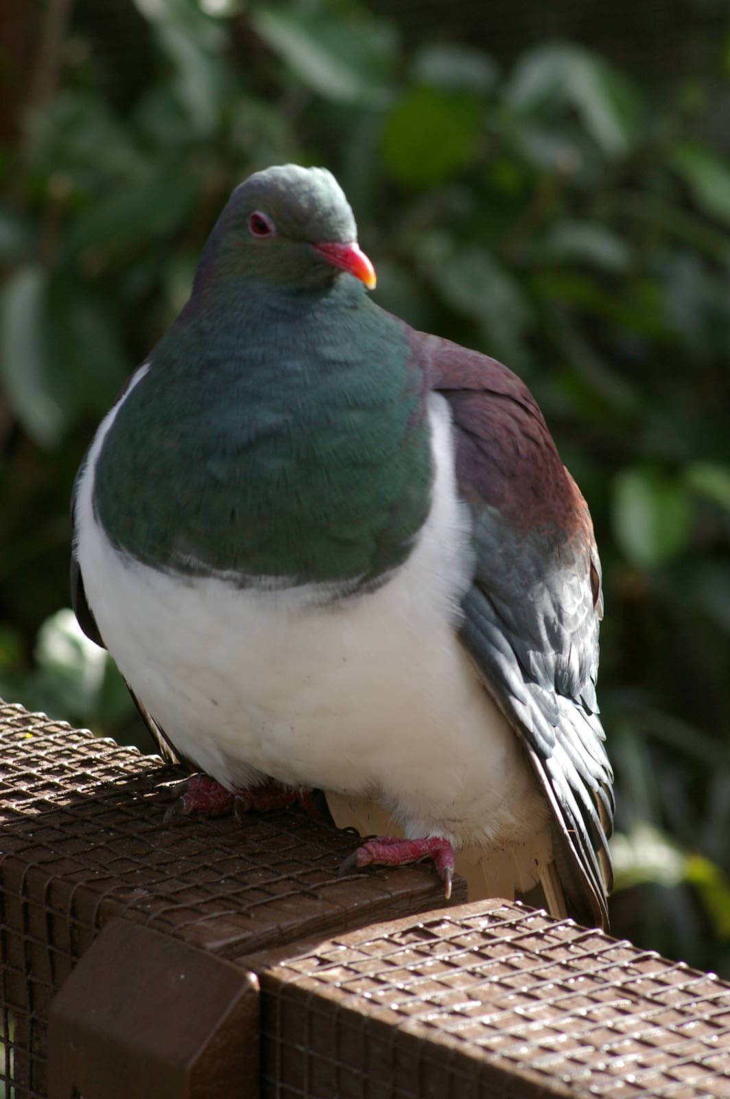 New Zealand pigeon (Hemiphaga novaeseelandiae)