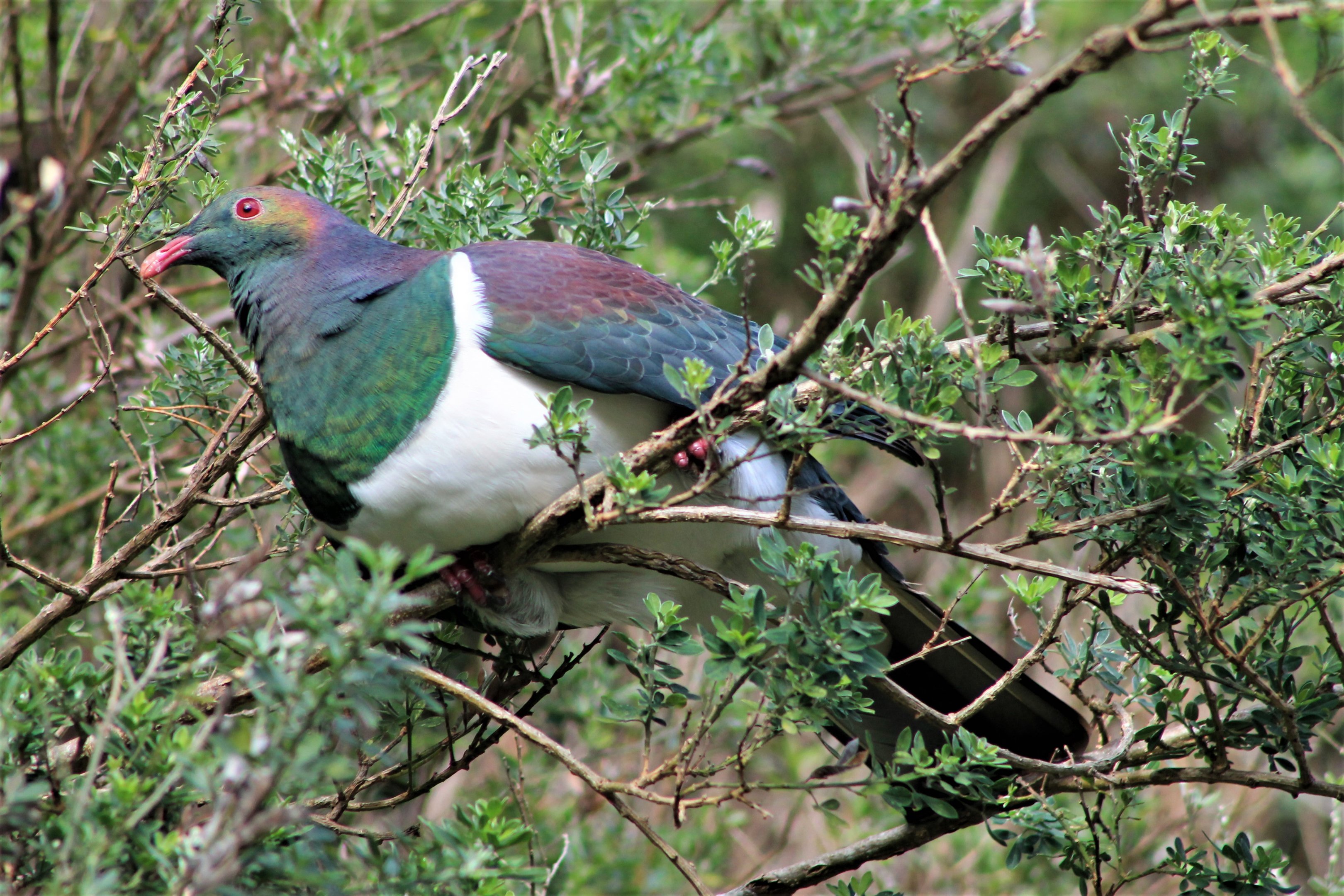 New Zealand Pigeon (Hemiphaga novaeseelandiae)